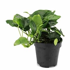 Anubias nana usato  Spedito ovunque in Italia 