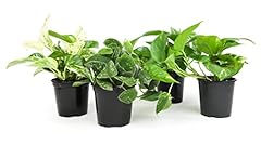 Live pothos plants for sale  Delivered anywhere in USA 
