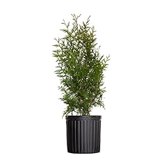 Green giant arborvitae for sale  Delivered anywhere in USA 