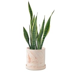 Ziczamla inch plant for sale  Delivered anywhere in USA 