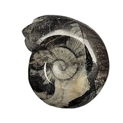 Goniatite ammonite amod1 for sale  Delivered anywhere in UK