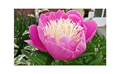 Potted litre peony for sale  Delivered anywhere in UK