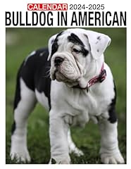 Bulldog american calendar for sale  Delivered anywhere in Ireland