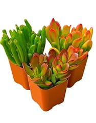 Succulents plants live for sale  Delivered anywhere in USA 