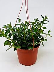 Goldfish plant hanging for sale  Delivered anywhere in USA 