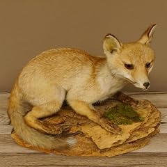 Fuchs junger rotfuchs gebraucht kaufen  Wird an jeden Ort in Deutschland