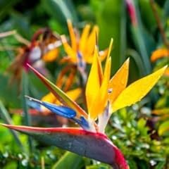 Strelitzia bird paradise for sale  Delivered anywhere in UK