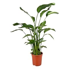 Trendyplants strelitzia nicola gebraucht kaufen  Wird an jeden Ort in Deutschland