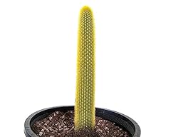 Cactus outlet cactus for sale  Delivered anywhere in USA 