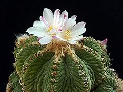 Semillas plantas cactus usato  Spedito ovunque in Italia 
