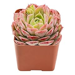 Live succulent echeveria for sale  Delivered anywhere in USA 