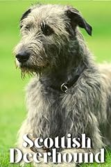 Scottish deerhound dog for sale  Delivered anywhere in UK