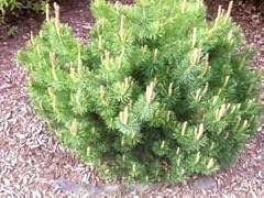 Mugo pine dwarf for sale  Delivered anywhere in USA 