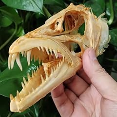 5.9 inches real for sale  Delivered anywhere in USA 