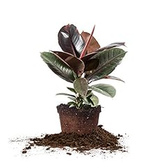 Perfect plants variegated for sale  Delivered anywhere in USA 