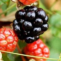 Red mulberry trees for sale  Delivered anywhere in USA 