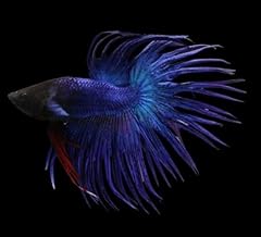 Crowntail male betta for sale  Delivered anywhere in USA 