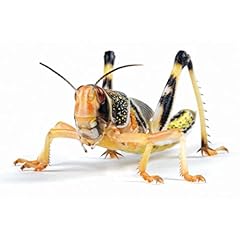 Essex reptile livefood for sale  Delivered anywhere in UK