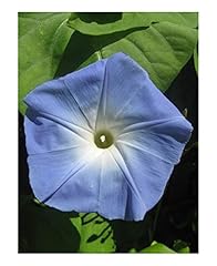 Premier seeds direct for sale  Delivered anywhere in UK