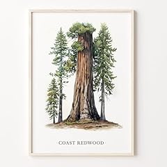 Coast redwood tree for sale  Delivered anywhere in USA 