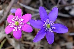 Leberblümchen blumensamen 50s gebraucht kaufen  Wird an jeden Ort in Deutschland