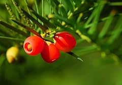 Japanese yew tree for sale  Delivered anywhere in USA 