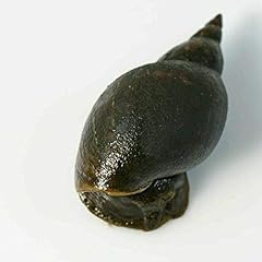 Great pond snails for sale  Delivered anywhere in UK