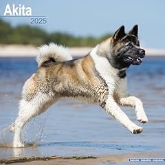 Akita 2025 square for sale  Delivered anywhere in Ireland