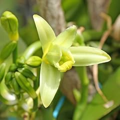 Vanilla planifolia pflanze gebraucht kaufen  Wird an jeden Ort in Deutschland