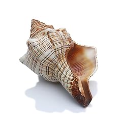 Sinkoo 2pcs conch for sale  Delivered anywhere in USA 