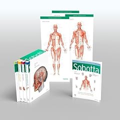 Sobotta atlas anatomy gebraucht kaufen  Wird an jeden Ort in Deutschland