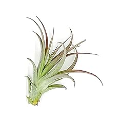 Ragnaroc air plants for sale  Delivered anywhere in USA 