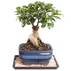 Brussel bonsai live for sale  Delivered anywhere in USA 