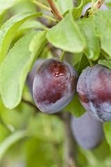 Zwetschgenbaum stanley prunus gebraucht kaufen  Wird an jeden Ort in Deutschland