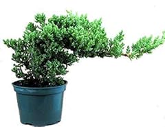 Japanese juniper bonsai for sale  Delivered anywhere in USA 
