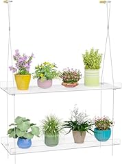 Zasimo window plant for sale  Delivered anywhere in USA 