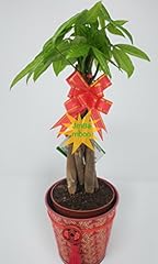 Jmbamboo money tree for sale  Delivered anywhere in USA 