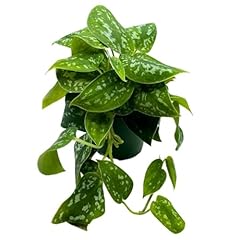 Bubbleblooms satin pothos for sale  Delivered anywhere in USA 