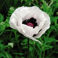 Poppy oriental royal for sale  Delivered anywhere in UK
