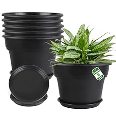 Myfeegoin inch plant for sale  Delivered anywhere in USA 