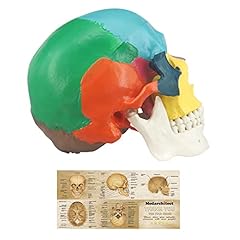 Modèle crâne humain d'occasion  Livré partout en France