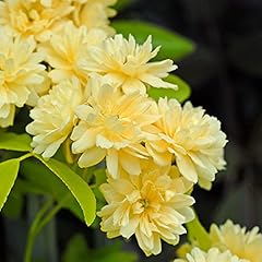 Rambling rose lutea for sale  Delivered anywhere in UK