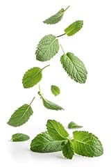 Mint plants peppermint for sale  Delivered anywhere in UK