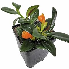 Nematanthus shady lady for sale  Delivered anywhere in USA 