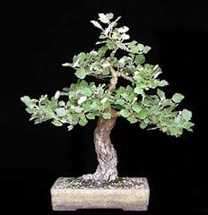 White poplar bonsai for sale  Delivered anywhere in USA 