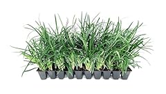 Liriope super blue for sale  Delivered anywhere in USA 