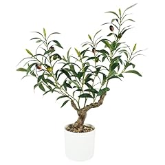 Caxchiling fake olive for sale  Delivered anywhere in USA 