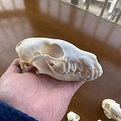 Uigjiog fox taxidermy for sale  Delivered anywhere in UK