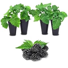Blackberry plants freedom for sale  Delivered anywhere in USA 