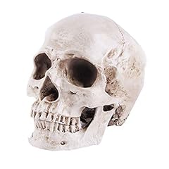 Viokko human skull for sale  Delivered anywhere in USA 